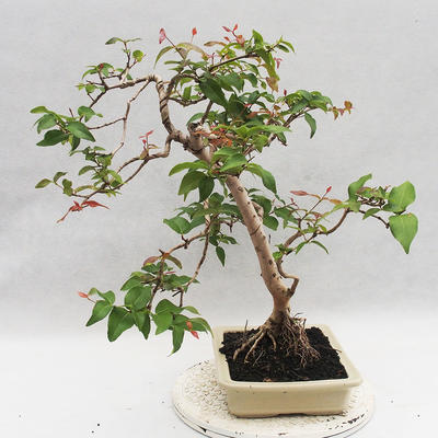 Room Bonsai - Australian Cherry - Eugenia uniflora - 4