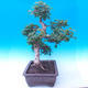 Outdoor bonsai - Baby jelly - Acer campestre - 4/5
