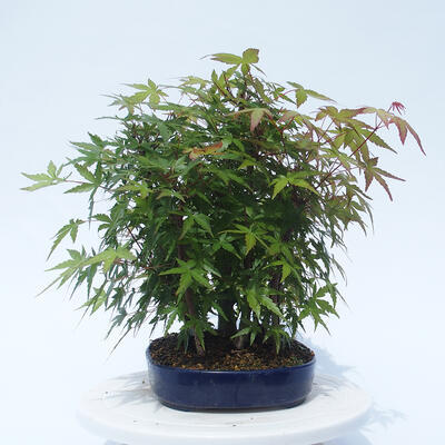 Acer palmatum - Maple - grove - 4