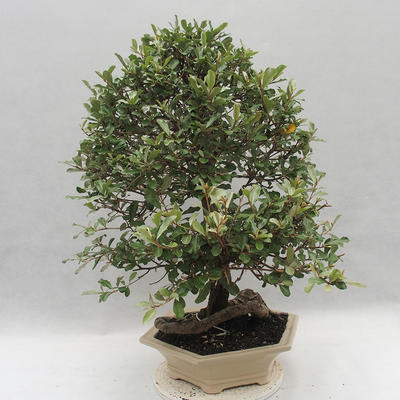 Indoor bonsai -Eleagnus - Hlošina - 4