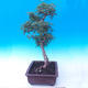 Outdoor bonsai - Baby jelly - Acer campestre - 4/6