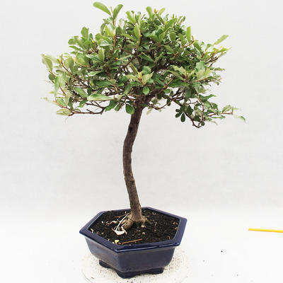 Indoor bonsai -Eleagnus - Hlošina - 4