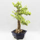 Indoor bonsai - Duranta erecta Variegata - 4/6