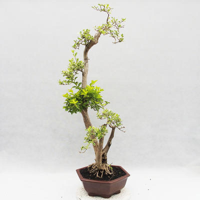 Indoor bonsai - Duranta erecta Variegata - 4
