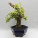 Indoor bonsai - Duranta erecta Variegata - 4/6