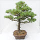 Outdoor bonsai - Pinus parviflora - Small-flowered pine - 4/5