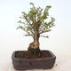 Outdoor bonsai - Ulmus parvifolia SAIGEN - Small-leaved elm - 4/7
