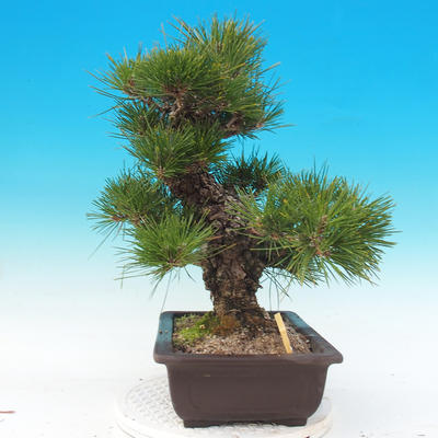 Outdoor bonsai - Pinus thunbergii - Thunberg Pine - 4