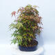 Acer palmatum - Maple - grove - 4/5