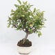 Outdoor bonsai -Malus Halliana - fruited apple - 4/6