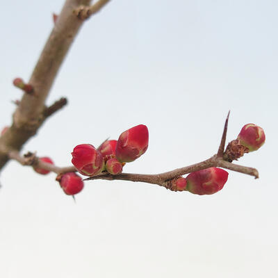 Outdoor bonsai - Chaneomeles sup. Nicoline - quince - 4