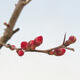 Outdoor bonsai - Chaneomeles sup. Nicoline - quince - 4/5