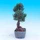 Outdoor bonsai - Small tree bark - Pinus parviflora glauca - 4/7