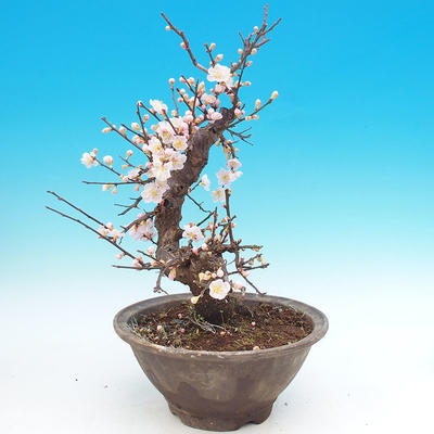 Outdoor bonsai -Japanese Apricot - Prunus mume - 4