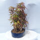 Acer palmatum - Maple - grove - 4/5