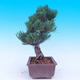 Outdoor bonsai - Small tree bark - Pinus parviflora glauca - 4/7