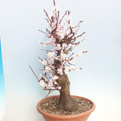 Outdoor bonsai -Japanese apricot - Prunus Mume - 4