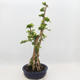Indoor bonsai - Duranta erecta Aurea - 4/6