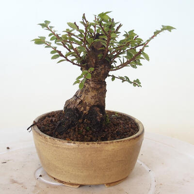 Outdoor bonsai - Ulmus parvifolia SAIGEN - Small-leaved elm - 4