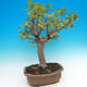Outdoor bonsai - Malus halliana - Malplate apple tree - 4/5