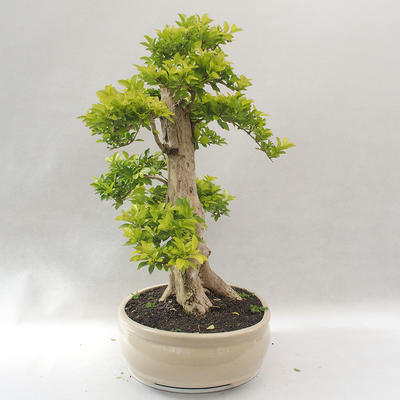 Indoor bonsai - Duranta erecta Aurea - 4