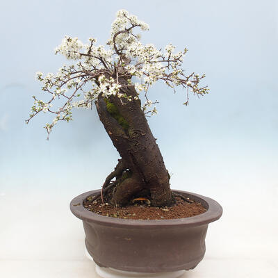 Outdoor bonsai - Prunus spinosa - blackthorn - 4