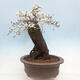 Outdoor bonsai - Prunus spinosa - blackthorn - 4/6