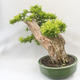 Indoor bonsai - Duranta erecta Aurea - 4/5