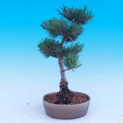 Outdoor bonsai - Small tree bark - Pinus parviflora glauca - 4