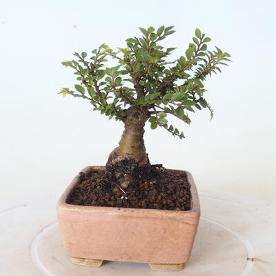 Outdoor bonsai - Ulmus parvifolia SAIGEN - Small-leaved elm - 4
