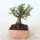Outdoor bonsai - Ulmus parvifolia SAIGEN - Small-leaved elm - 4/7