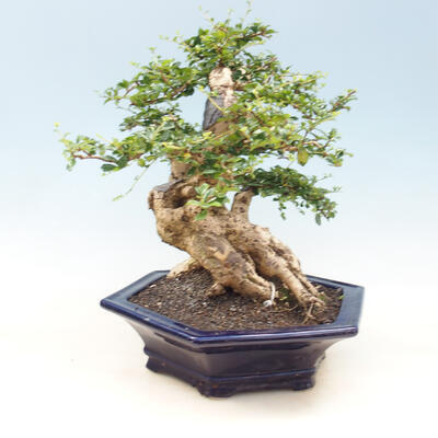 Room bonsai - Carmona macrophylla - tea fuki - 4
