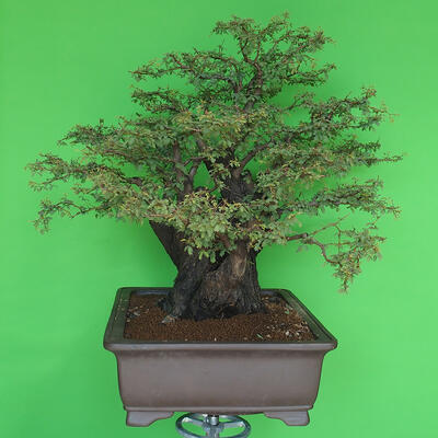 Indoor bonsai - Akacia Arabica - 4