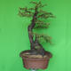 Indoor bonsai - Akacia Arabica - 4/7