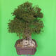 Indoor bonsai - Bouganwilea - 4/6