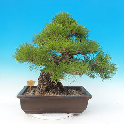 Outdoor bonsai - Pinus thunbergii - Thunberg Pine - 4