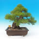 Outdoor bonsai - Pinus thunbergii - Thunberg Pine - 4/6