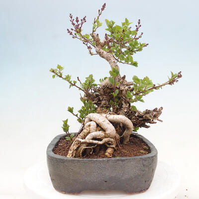 Outdoor bonsai - Syringa Meyeri Palibin - Meyer's Lilac - 4
