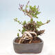 Outdoor bonsai - Syringa Meyeri Palibin - Meyer's Lilac - 4/7