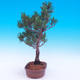 Outdoor bonsai - Small tree bark - Pinus parviflora glauca - 4/6