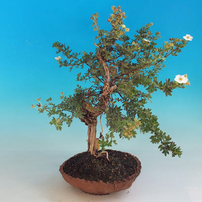 Outdoor Bonsai-Mochna Shrubs - Dasiphora fruticosa White - 4