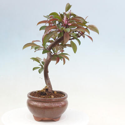 Outdoor bonsai - Malus domestica - Small-fruited red-leaved apple tree - 4