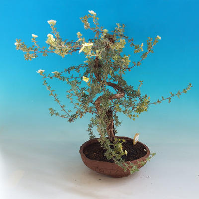 Outdoor Bonsai-Mochna Shrubs - Dasiphora fruticosa Yellow - 4