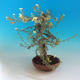 Outdoor Bonsai-Mochna Shrubs - Dasiphora fruticosa Yellow - 4/5