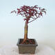 Outdoor bonsai - Acer palm. Atropurpureum-Red palm leaf - 4/6