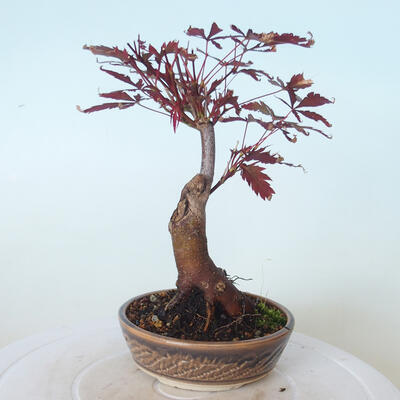 Outdoor bonsai - Acer palm. Atropurpureum-Red palm leaf - 4