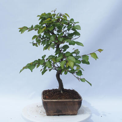 Outdoor bonsai - Carpinus CARPINOIDES - Korean hornbeam - 4