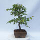 Outdoor bonsai - Carpinus CARPINOIDES - Korean hornbeam - 4/4