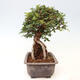 Outdoor bonsai - Zelkova - Zelkova NIRE - 4/6