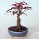 Outdoor bonsai - Acer palm. Atropurpureum-Red palm leaf - 4/5